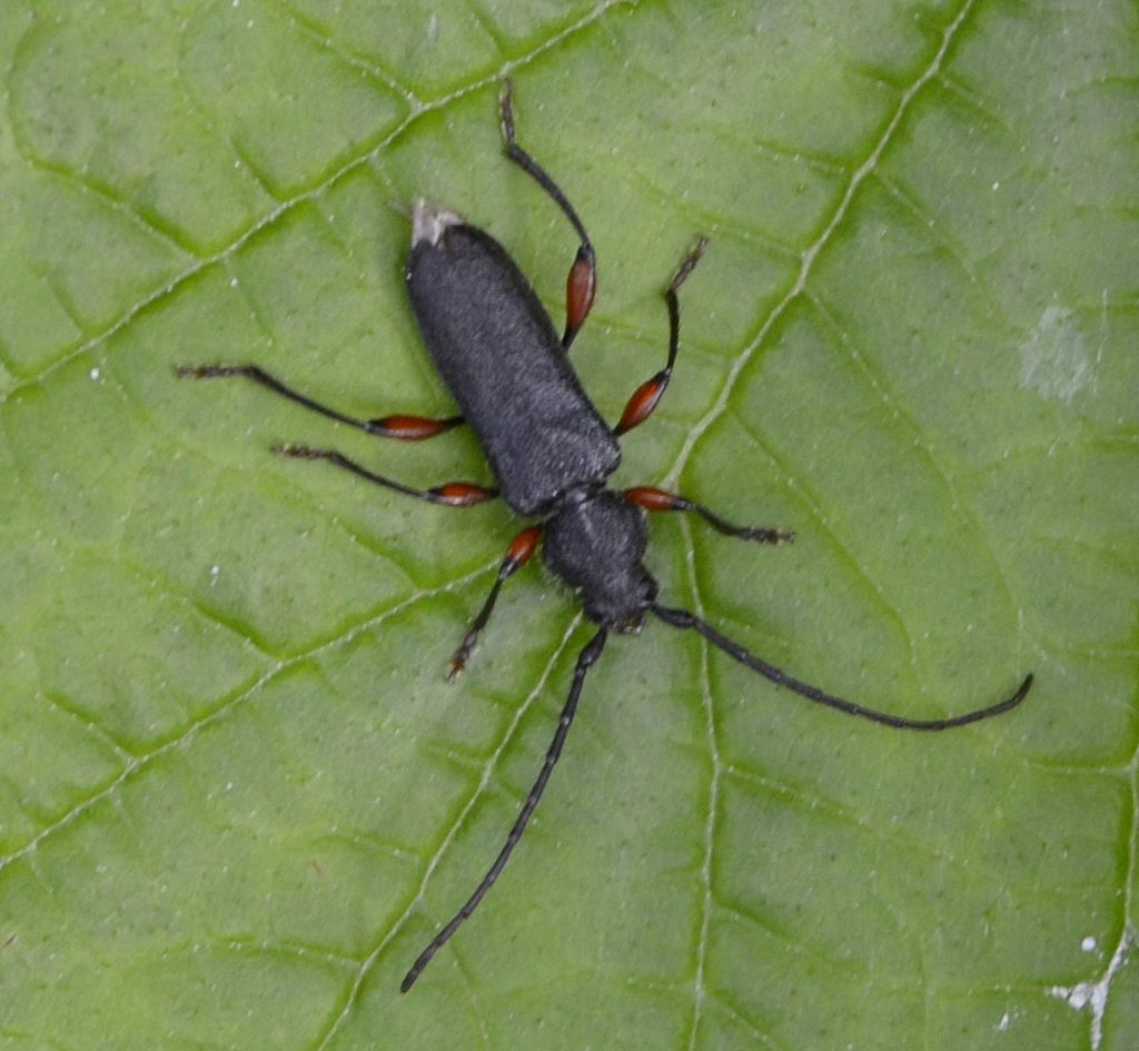 Ropalopus femoratus